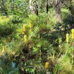 Banksia spinulosa at Nambucca Heads, NSW - 29 May 2022