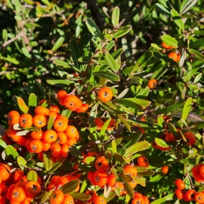 Pyracantha angustifolia (Firethorn, Orange Firethorn) at O'Malley, ACT - 29 May 2022 by Mike