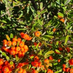 Pyracantha angustifolia (Firethorn, Orange Firethorn) at O'Malley, ACT - 29 May 2022 by Mike