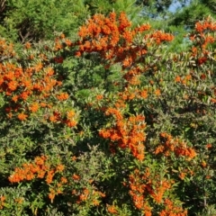 Pyracantha angustifolia at O'Malley, ACT - 29 May 2022 03:26 PM