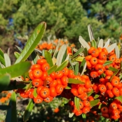 Pyracantha angustifolia at O'Malley, ACT - 29 May 2022 03:26 PM