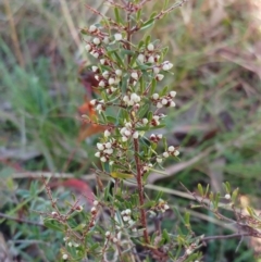 Cryptandra amara (Bitter Cryptandra) at The Pinnacle - 29 May 2022 by sangio7