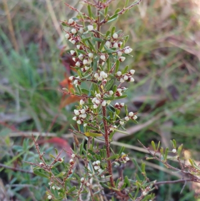 Cryptandra amara (Bitter Cryptandra) at Molonglo Valley, ACT - 29 May 2022 by sangio7