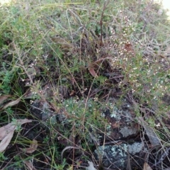 Cryptandra amara at Molonglo Valley, ACT - 29 May 2022