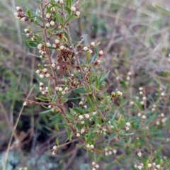 Cryptandra amara at Molonglo Valley, ACT - 29 May 2022