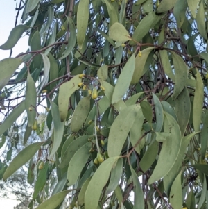 Muellerina eucalyptoides at North Albury, NSW - 19 May 2022 04:58 PM