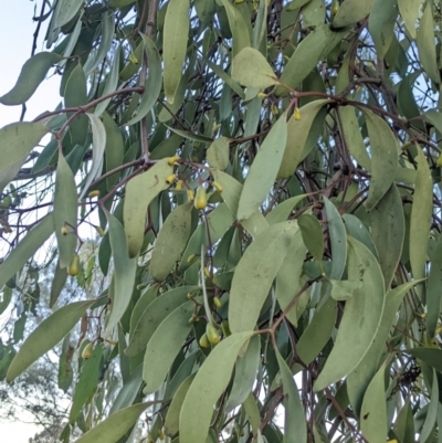 Muellerina eucalyptoides (Creeping Mistletoe) at Albury - 19 May 2022 by Darcy