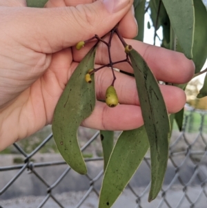 Muellerina eucalyptoides at North Albury, NSW - 19 May 2022 04:58 PM