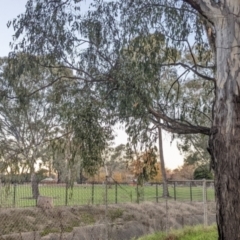 Muellerina eucalyptoides at North Albury, NSW - 19 May 2022 04:58 PM