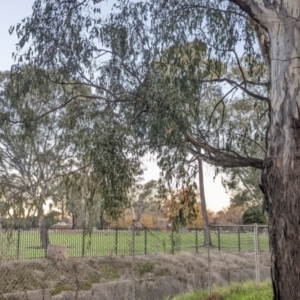 Muellerina eucalyptoides at North Albury, NSW - 19 May 2022 04:58 PM