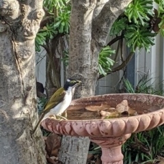 Entomyzon cyanotis (Blue-faced Honeyeater) at North Albury, NSW - 25 May 2022 by Darcy