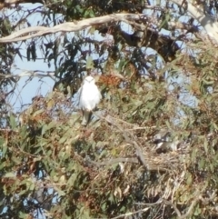 Elanus axillaris (Black-shouldered Kite) at Symonston, ACT - 29 May 2022 by CallumBraeRuralProperty