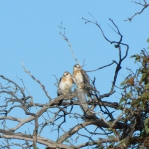 Elanus axillaris at Symonston, ACT - suppressed