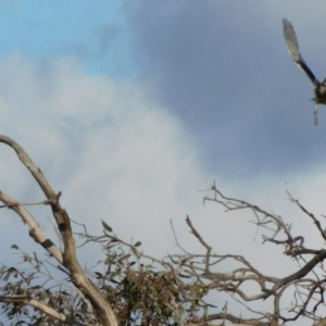 Elanus axillaris at Symonston, ACT - suppressed