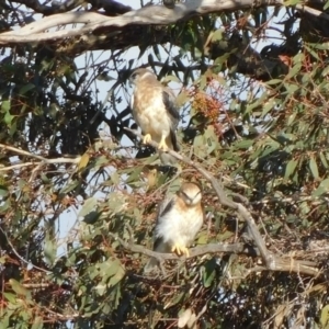 Elanus axillaris at Symonston, ACT - suppressed