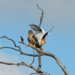 Elanus axillaris at Symonston, ACT - suppressed