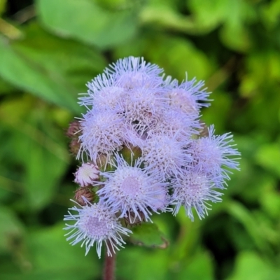 Ageratum houstonianum (Blue Billy Goat Weed) at Nambucca Heads, NSW - 28 May 2022 by trevorpreston