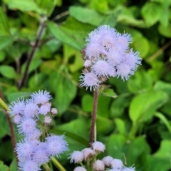 Ageratum houstonianum at Nambucca Heads, NSW - 28 May 2022 02:53 PM