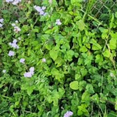 Ageratum houstonianum at Nambucca Heads, NSW - 28 May 2022