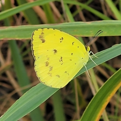 Eurema alitha at Nambucca Heads, NSW - 29 May 2022 by trevorpreston