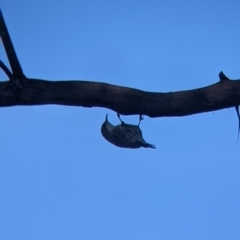 Cormobates leucophaea (White-throated Treecreeper) at 9 Mile Hill TSR - 29 May 2022 by Darcy