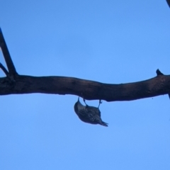 Cormobates leucophaea at Table Top, NSW - 29 May 2022 02:53 PM