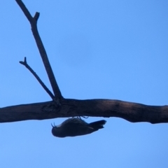 Cormobates leucophaea at Table Top, NSW - 29 May 2022 02:53 PM