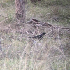 Corcorax melanorhamphos (White-winged Chough) at Table Top, NSW - 29 May 2022 by Darcy