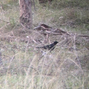 Corcorax melanorhamphos at Table Top, NSW - 29 May 2022 03:22 PM