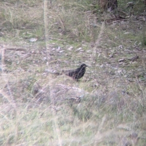 Corcorax melanorhamphos at Table Top, NSW - 29 May 2022 03:22 PM