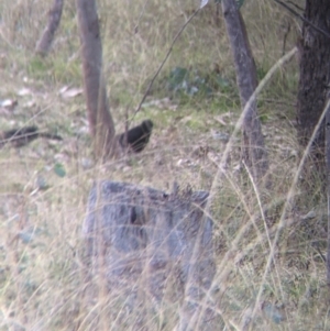 Corcorax melanorhamphos at Table Top, NSW - 29 May 2022 03:22 PM