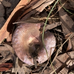 zz agaric (stem; gill colour unknown) at Acton, ACT - 29 May 2022 10:12 AM