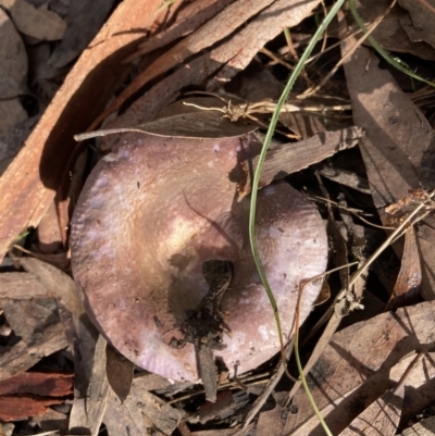 zz agaric (stem; gill colour unknown) at Black Mountain - 29 May 2022 by Jenny54