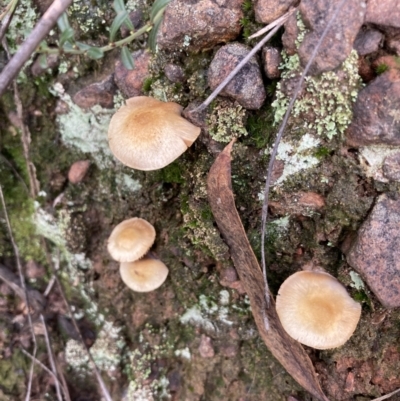 zz agaric (stem; gill colour unknown) at O'Connor, ACT - 29 May 2022 by Jenny54