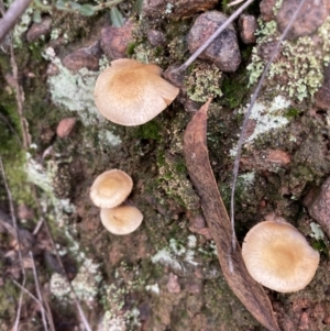 zz agaric (stem; gill colour unknown) at O'Connor, ACT - 29 May 2022