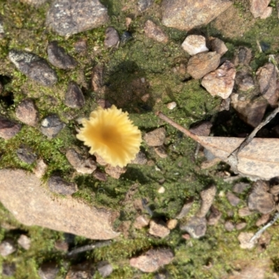 Lichenomphalia chromacea (Yellow Navel) at O'Connor, ACT - 29 May 2022 by Jenny54