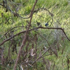 Malurus cyaneus (Superb Fairywren) at Table Top, NSW - 29 May 2022 by Darcy