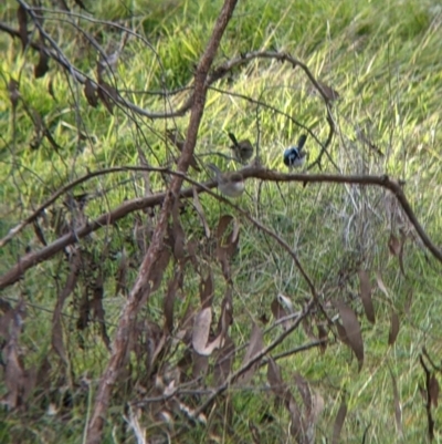 Malurus cyaneus (Superb Fairywren) at 9 Mile Hill TSR - 29 May 2022 by Darcy