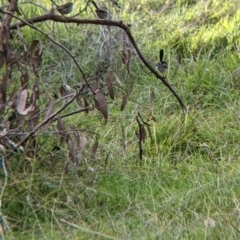 Malurus cyaneus at Table Top, NSW - 29 May 2022 03:38 PM