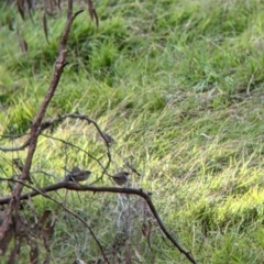 Malurus cyaneus at Table Top, NSW - 29 May 2022 03:38 PM