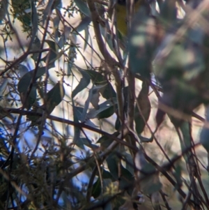 Falcunculus frontatus at Table Top, NSW - 29 May 2022