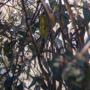 Falcunculus frontatus at Table Top, NSW - 29 May 2022