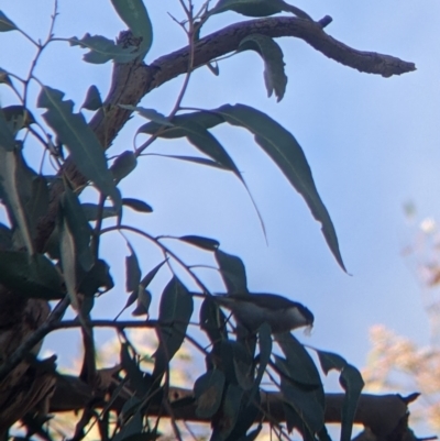 Melithreptus lunatus (White-naped Honeyeater) at Albury - 29 May 2022 by Darcy