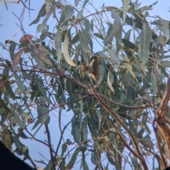 Melithreptus lunatus at Table Top, NSW - 29 May 2022