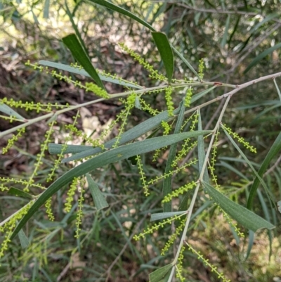 Acacia longifolia subsp. longifolia (Sydney Golden Wattle) at Woomargama, NSW - 28 May 2022 by Darcy