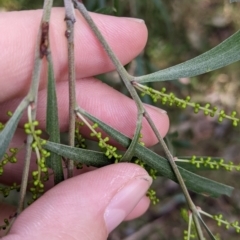 Acacia longifolia subsp. longifolia at Woomargama, NSW - 28 May 2022