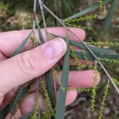 Acacia longifolia subsp. longifolia at Woomargama, NSW - 28 May 2022 02:36 PM