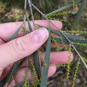Acacia longifolia subsp. longifolia at Woomargama, NSW - 28 May 2022