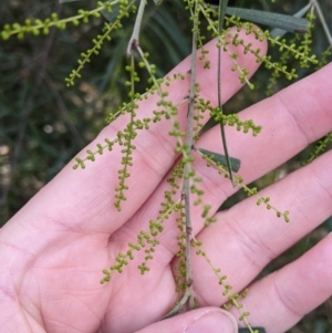 Acacia longifolia subsp. longifolia at Woomargama, NSW - 28 May 2022