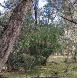 Acacia longifolia subsp. longifolia at Woomargama, NSW - 28 May 2022